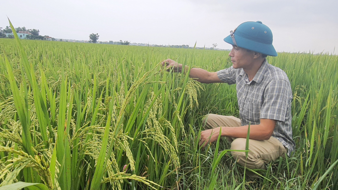 Mô hình lúa hữu cơ giống DT18 cho năng suất cao tại đồng ruộng Hàm Ninh. Ảnh: N.T.