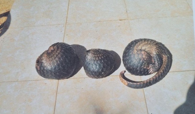 3 con Tê Tê có trọng lượng gần 7kg