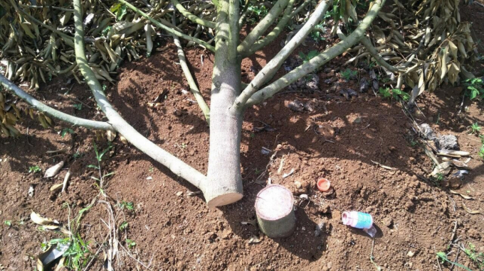 Thiệt hại vườn sầu riêng của ông Dũng ước tính ban đầu khoảng 700 triệu đồng.