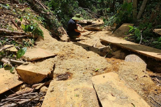 Cơ quan chức năng đang làm rõ vụ xe chở gỗ và vụ phá rừng tại huyện Kbang, Gia Lia. Ảnh T.T