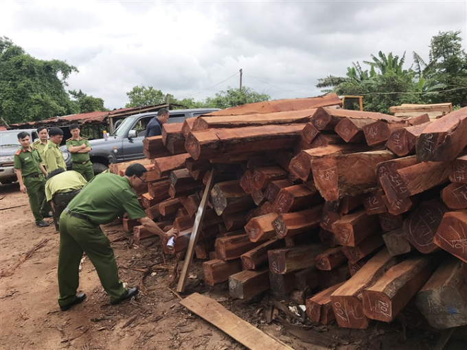 Số gỗ lậu được tập kết tại Doanh nghiệp tư nhân Hùng Ny.