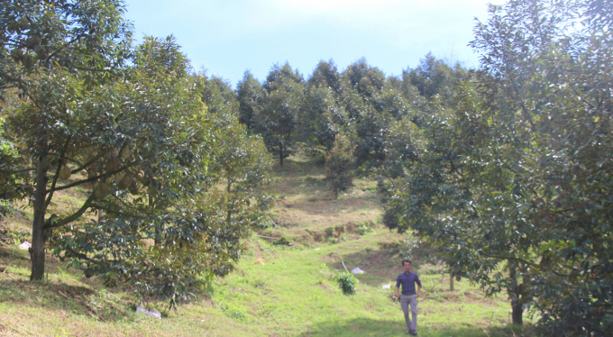 Toàn huyện Khánh Sơn hiện có 1.500 ha sầu riêng. Ảnh: BL.