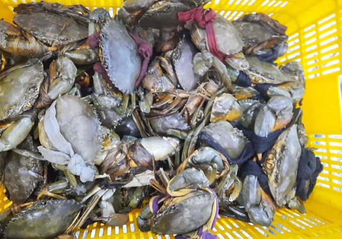 Cua thịt và cua gạch ở tại ĐBSCL đang giảm 10.000-20.000 đồng/kg. Ảnh: Đức Vinh.