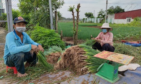 Hành lá thu hoạch không đến được chợ do ách tắc ở khâu vận chuyển