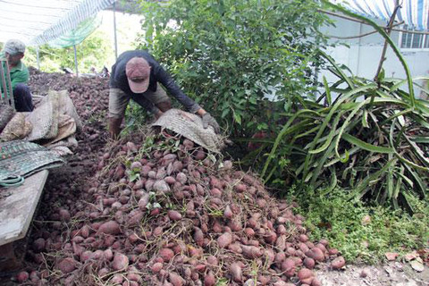 Khoai lang tím Vĩnh Long chất đống