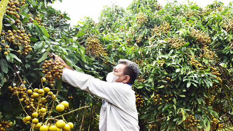 Nhãn ở Cần Thơ chín đầy vườn, chờ thương lái