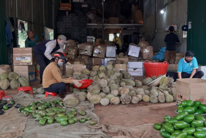 Các thương lái, doang nghiệp lỗ nặng khi chốt giá từ đầu mùa. Ảnh: Quang Yên.