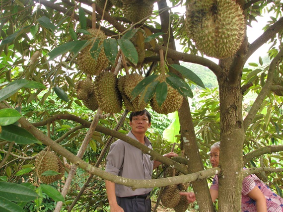 Sầu riêng Đăk Lăk tăng giá hàng ngày. Ảnh: ĐL.