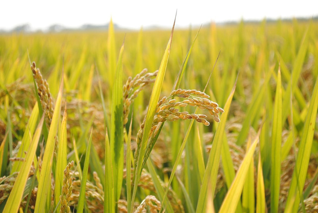 Giá lúa tươi tại ĐBSCL liên tục giảm giá trong ít ngày qua