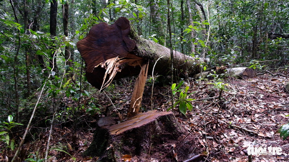 Cây gỗ quý bị đốn hạ bằng cưa máy giữa rừng nguyên sinh - Ảnh: M.VINH