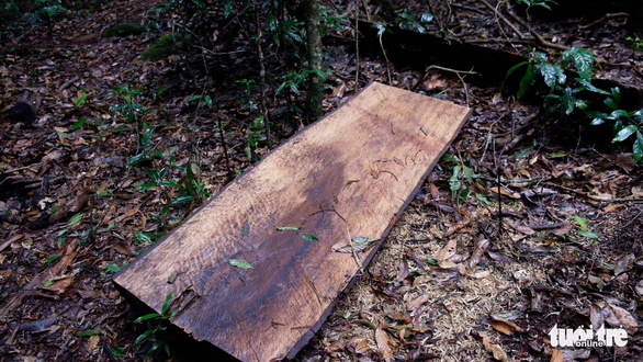 Tấm gỗ được xẻ bằng máy, có đường kính thân khoảng 1m - Ảnh: M.VINH