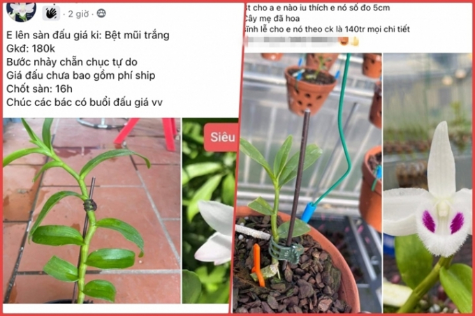 Hoa lan được rao bán nhiều nhưng người mua thì rất ít.