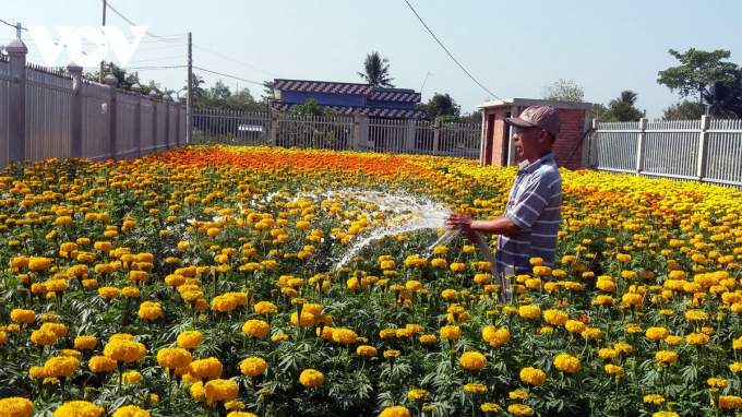 Tết cổ truyền năm ngoái, nông dân huyện Chợ Lách, tỉnh Bến Tre bội thu mùa hoa Tết.