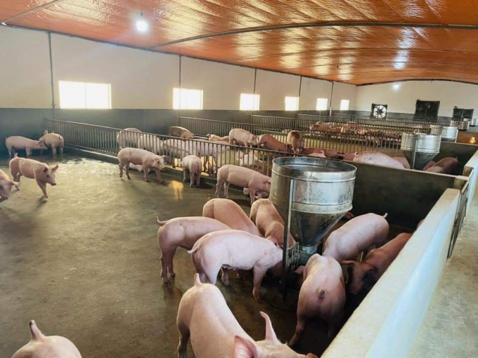 Giá lợn hơi ngày 31/8/2021: Có nơi tăng 3.000 đồng/kg. Ảnh: Đạt Lê