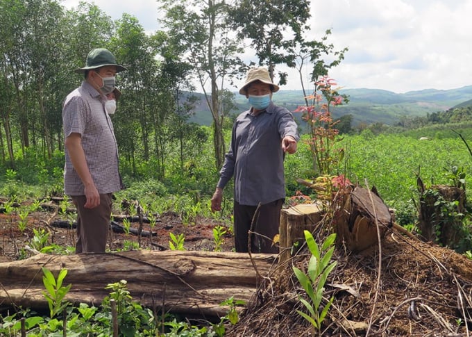 Ông Trần Hữu Thế, Chủ tịch UBND tỉnh Phú Yên (bên trái) kiểm tra hiện trường vụ phá rừng dầu nguồn sông Trà Bương. Ảnh: VŨ XUÂN