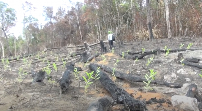 Một vạt rừng bị đốt để trồng cây keo con ĐỨC HUY