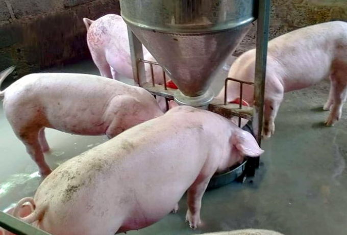 Giá lợn hơi ngày 11/9/2021: Tiếp tục giảm 1.000 - 2.000 đồng/kg. Ảnh: Thanh Bình