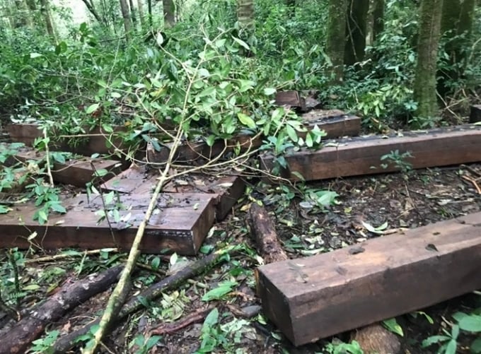 Một vụ phá rừng xảy ra ở tỉnh Lâm Đồng. (Ảnh minh hoạ)