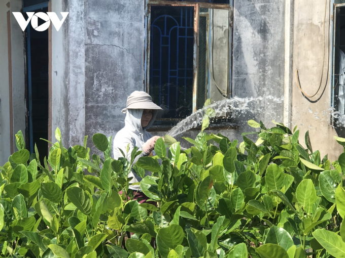 Nhà nông tỉnh Bến Tre chăm sóc cây giống