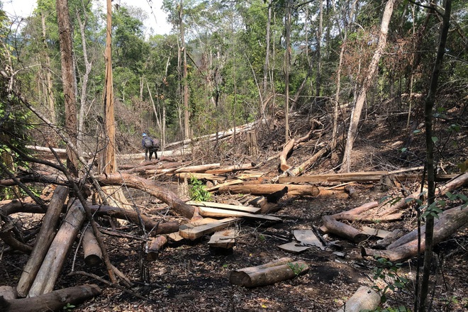 Một vụ phá rừng quy mô lớn tại Công ty TNHH MTV Lâm nghiệp Lơ Ku xảy ra vào tháng 6/2020.