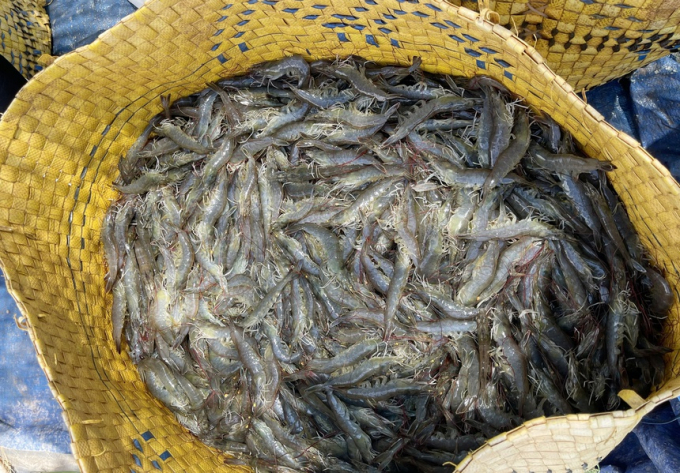 Giá tôm thẻ ở miền Tây đang tăng mạnh. Ảnh: Trường Giang.