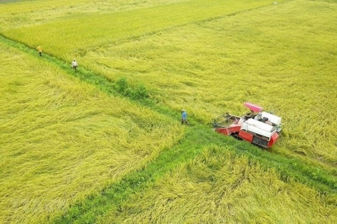 Điều 13 Nghị định 94/2019/NĐ-CP quy định điều kiện chuyển đổi đất trồng lúa sang đất trồng cây lâu năm. Ảnh: LĐO