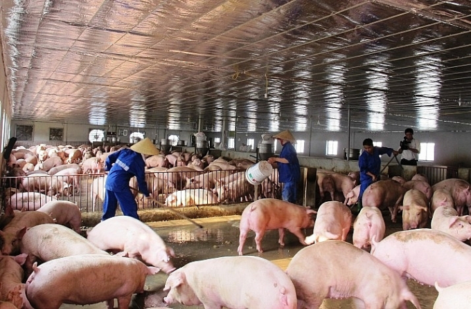 Nhiều trang trại chăn nuôi lợn quy mô lớn đang chịu lỗ tiền tỷ (ảnh: TL)