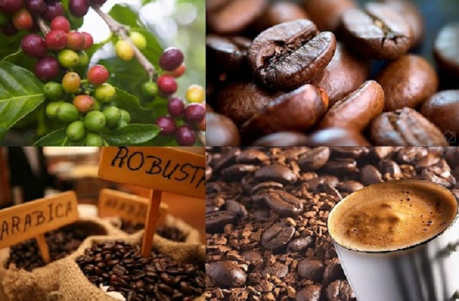 Giá cà phê trong nước tăng nhẹ 100 đồng/kg so với phiên giao dịch cuối tuần trước