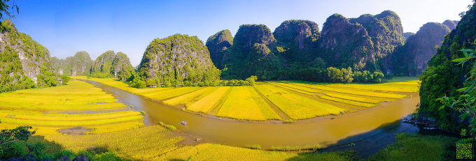 Trước kia lúa ma chỉ có ở miền Nam, hiện đã di thực ra các tỉnh miền Bắc (Ảnh minh họa).