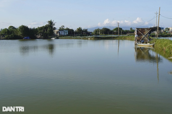 Hồ tôm của ông Võ Quang Nhì ở xã Phước Thuận chết sạch không còn một con, mất trắng trên 200 triệu.