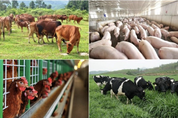 Cục Chăn nuôi (Bộ Nông nghiệp và Phát triển Nông thôn) vừa đưa ra kiến nghị Chính phủ 5 vấn đề giúp ngành chăn nuôi vượt qua thách thức lớn từ đại dịch.