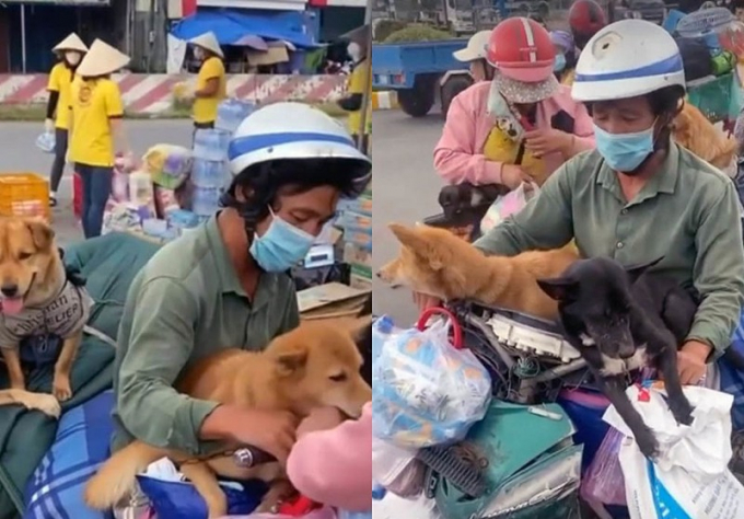 Đàn chó được gia đình anh Hùng mang về quê. Ảnh: Cắt từ clip.