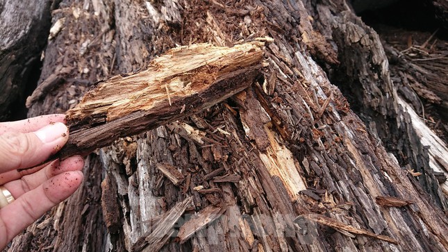 Hiện trạng hơn 1.000m3 gỗ công sản ở huyện Ea Súp
