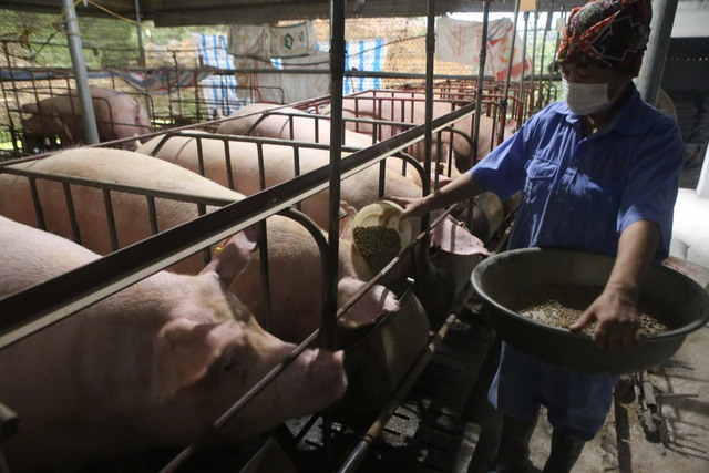 Từ tháng 4 năm nay, giá lợn hơi lao dốc không phanh, từ 75.0000 đồng/kg, hiện chỉ còn quanh ngưỡng 50.000 đồng. (Ảnh minh họa - Ảnh: TTXVN)