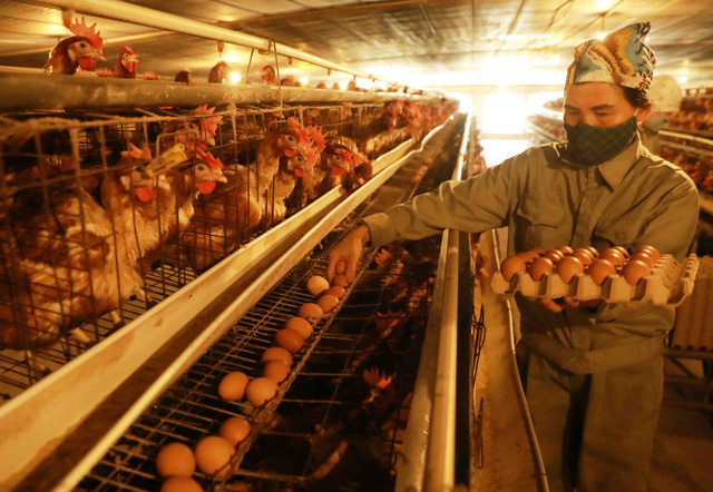 Thu hoạch trứng gà cung cấp cho thị trường tại một trang trại. (Ảnh: Vũ Sinh - TTXVN)