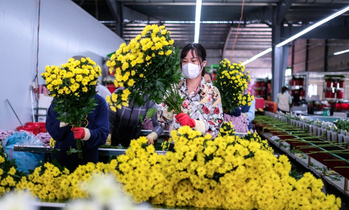 Giá hoa Đà Lạt đã tăng gấp 2, 3 lần chỉ trong 1 tuần. Ảnh: Minh An.