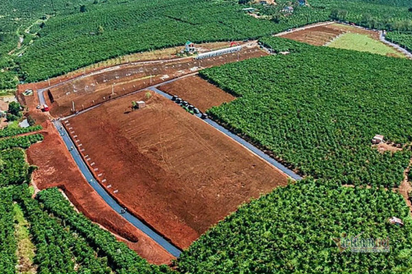 Một đồi chè ở TP.Bảo Lộc bị san phẳng để phân lô bán nền.