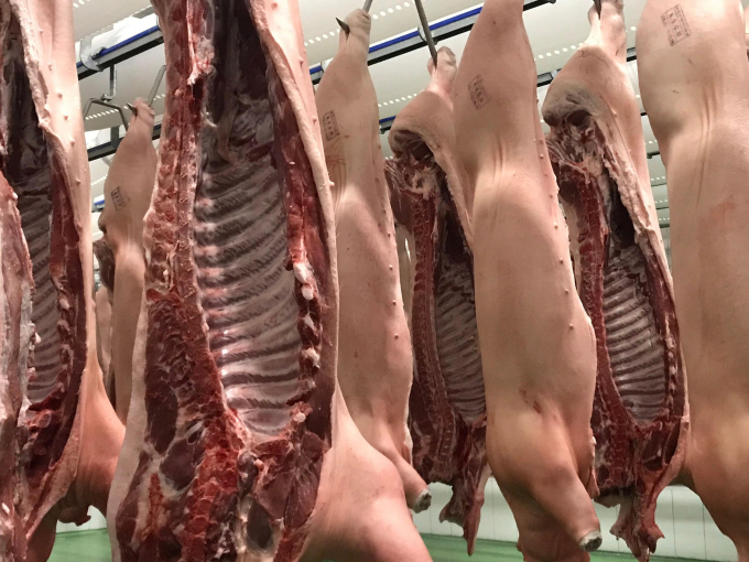Giá heo hơi dự kiến tăng nhẹ trong tuần này. NG.NG