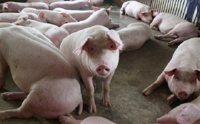 Đàn lợn quá lứa còn ứ đọng lại trong chuồng chưa xuất bán khoảng 1,5 triệu con.