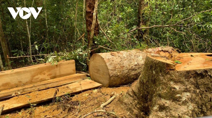 Hiện trường vụ cưa gỗ dổi tại tiểu khu 38, thuộc lâm phần quản lý Khu bảo tồn thiên nhiên Chư Kon Răng.