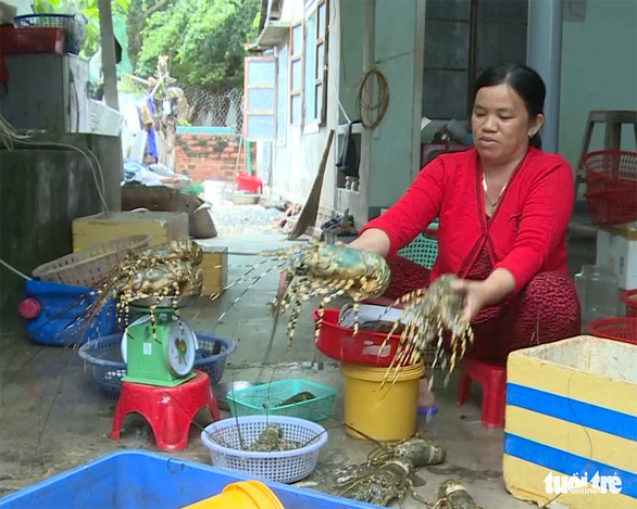 Tôm hùm lớn đến kỳ thu hoạch bị sốc nước ngọt chết - Ảnh: NGỌC QUYỀN