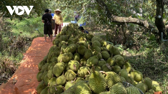Nhà vườn tỉnh Tiền Giang thu hoạch trái sầu riêng trúng mùa trúng giá.