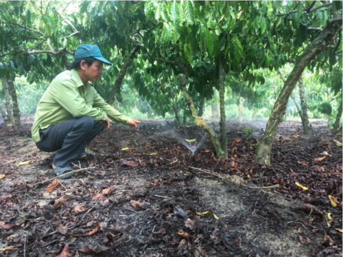 Nhờ công nghệ tưới tiết kiệm, ông Hải không tốn nhiều thời gian chăm sóc cây cà phê. Ảnh: Tuấn Anh