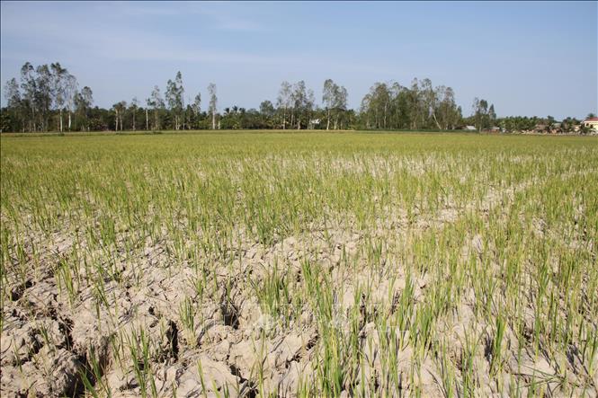 Ứng phó với hạn hán, Nam Trung Bộ cần giãn vụ hoặc chuyển đổi cơ cấu cây trồng