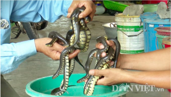 Hàng năm, anh Kiên cung ứng cho thị trường trên 500 con rắn giống