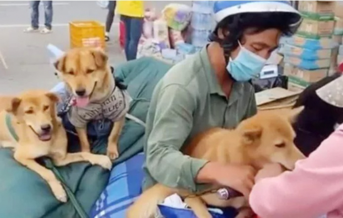 Đàn chó theo chủ về Cà Mau tránh dịch (Nguồn: SGGP)