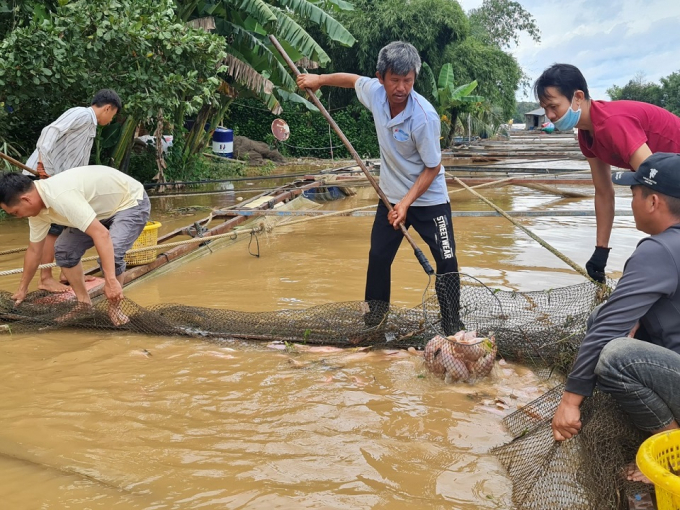 Hộ gia đình ông Lý Văn Sơn vớt cá chết để đem đi bán, buổi sáng ngày 13/10 với giá 5.000 đồng/kg, buổi chiều bán đổ bán tháo 2.000 đồng/kg nhưng thương lái không chịu mua