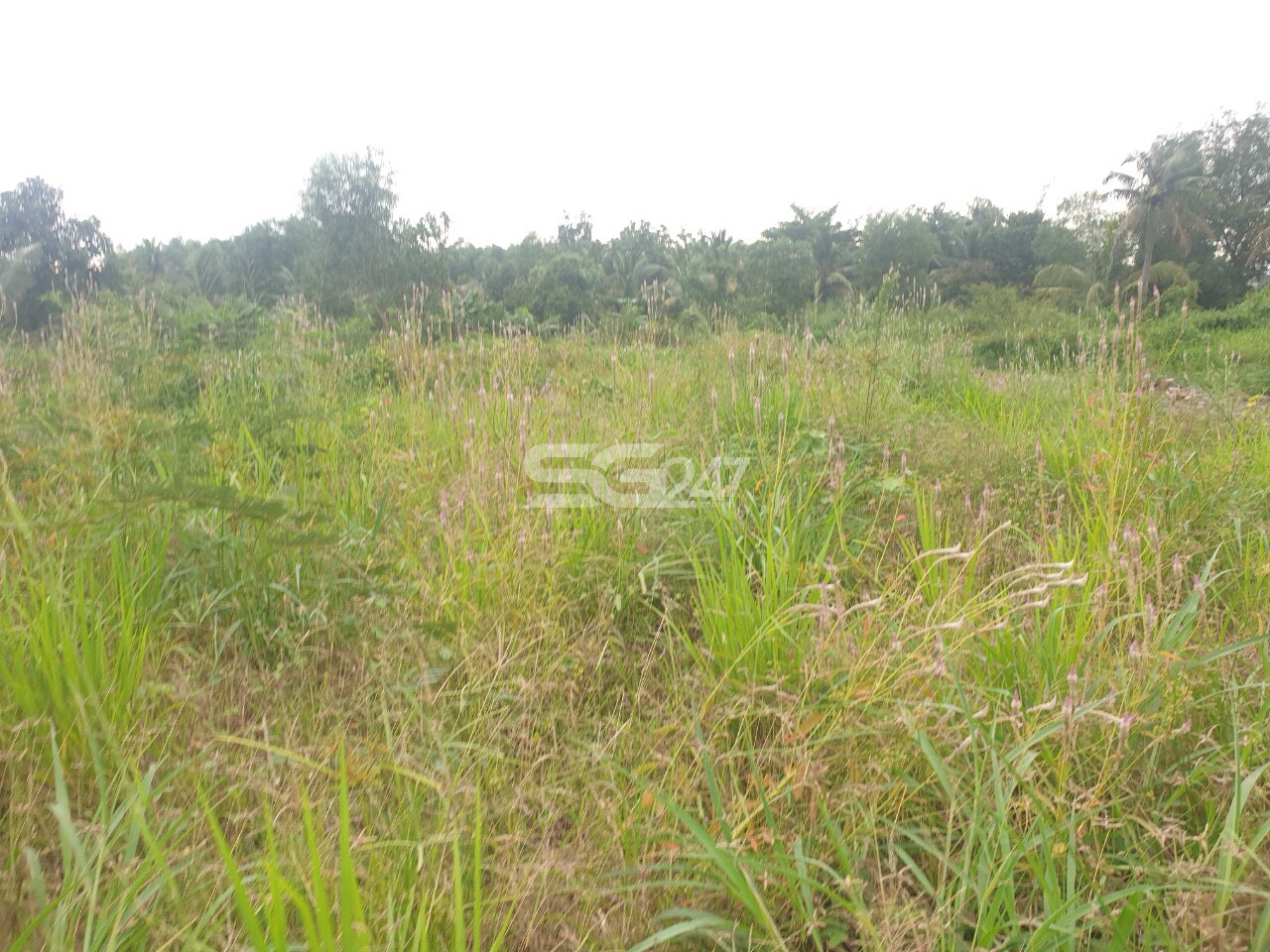 San lấp mặt bằng tại thửa 240