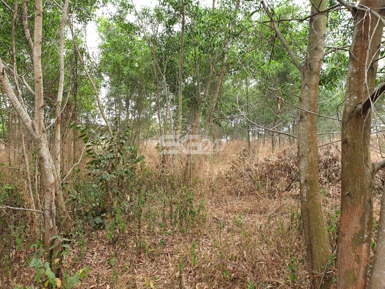 Hình ảnh thực tế khu đất ở tờ 39 thửa 2538 (trước đây gồm hai thửa 1426 và 2538) xã Sông Trầu, huyện Trảng Bom, tỉnh Đồng Nai. Khu đất mà công văn số 52 của ngân hàng BIDV nhắc đến, tài sản thẩm định giá có sự chênh lệch lớn trong việc thi hành án đối với vụ Văn Văn Nghĩa.