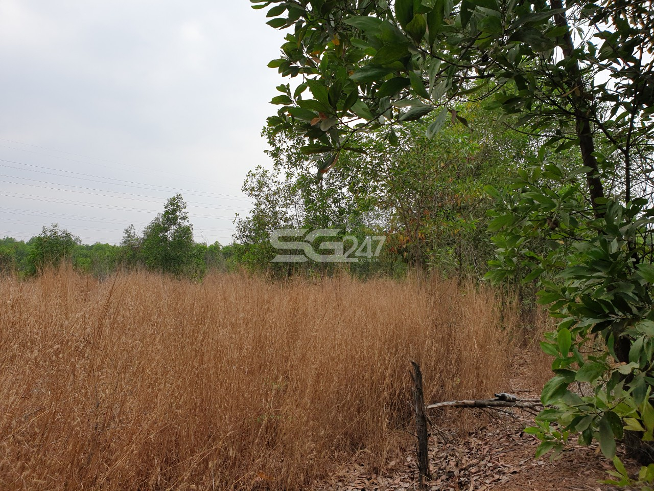 Hình ảnh thực tế khu đất ở tờ 39 thửa 2538 (trước đây gồm hai thửa 1426 và 2538) xã Sông Trầu, huyện Trảng Bom, tỉnh Đồng Nai. Khu đất mà công văn số 52 của ngân hàng BIDV nhắc đến, tài sản thẩm định giá có sự chênh lệch lớn trong việc thi hành án đối với vụ Văn Văn Nghĩa.